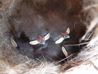 Hill Country Nature Quest - The Best Birding and all-round Nature Festival in Central Texas