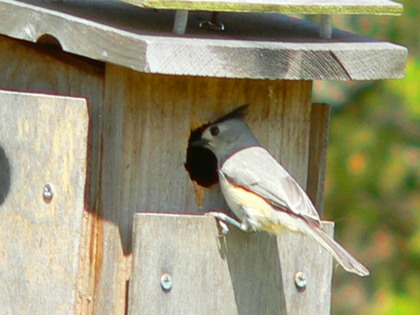 Hill Country Nature Quest - The Best Birding and all-round Nature Festival in Central Texas