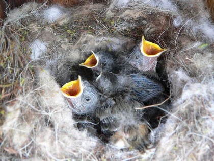 Hill Country Nature Quest - The Best Birding and all-round Nature Festival in Central Texas