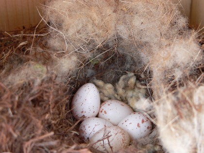 Hill Country Nature Quest - The Best Birding and all-round Nature Festival in Central Texas