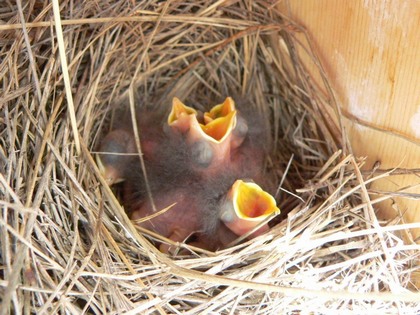 Hill Country Nature Quest - The Best Birding and all-round Nature Festival in Central Texas