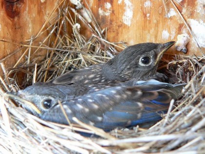 Hill Country Nature Quest - The Best Birding and all-round Nature Festival in Central Texas