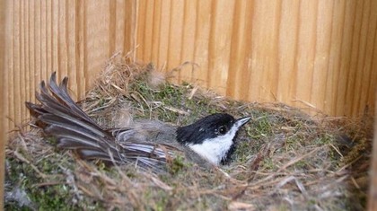 Hill Country Nature Quest - The Best Birding and all-round Nature Festival in Central Texas