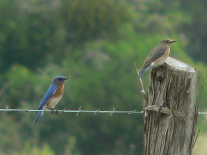 Hill Country Nature Quest - The Best Birding and all-round Nature Festival in Central Texas