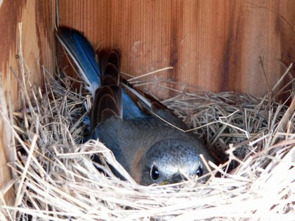 Hill Country Nature Quest - The Best Birding and all-round Nature Festival in Central Texas