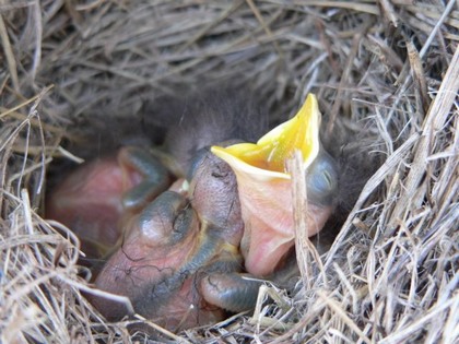 Hill Country Nature Quest - The Best Birding and all-round Nature Festival in Central Texas