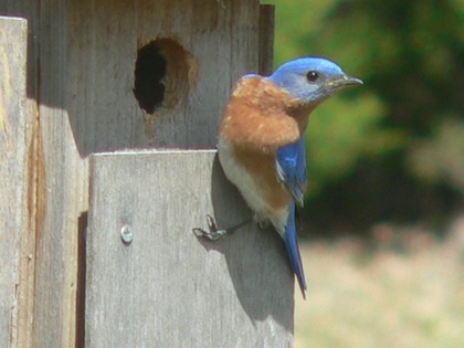 Hill Country Nature Quest - The Best Birding and all-round Nature Festival in Central Texas