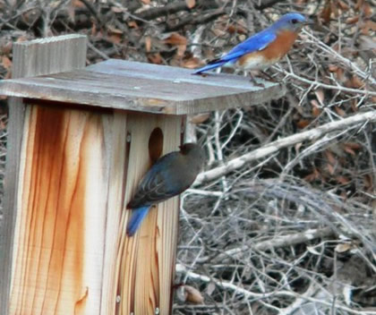 Hill Country Nature Quest - The Best Birding and all-round Nature Festival in Central Texas