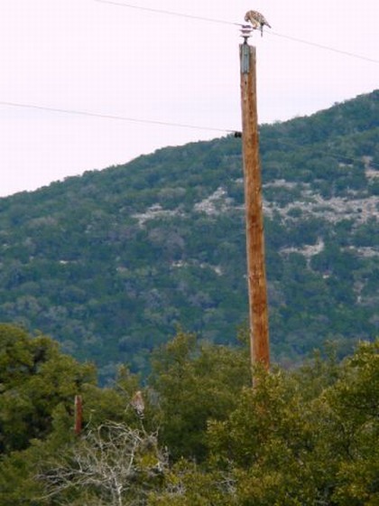 Hill Country Nature Quest - The Best Birding and all-round Nature Festival in Central Texas