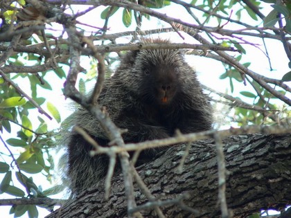 Hill Country Nature Quest - The Best Birding and all-round Nature Festival in Central Texas