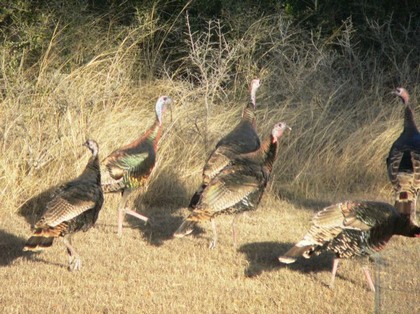 Hill Country Nature Quest - The Best Birding and all-round Nature Festival in Central Texas